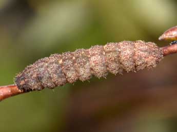  Chenille de Polypogon plumigeralis Hb. - Philippe Mothiron