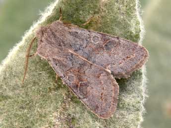 Orthosia populeti F. adulte - ©Philippe Mothiron