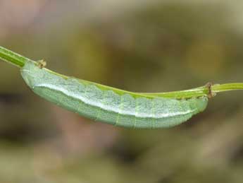  Chenille de Deilephila porcellus L. - Philippe Mothiron