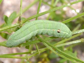  Chenille de Deilephila porcellus L. - Philippe Mothiron