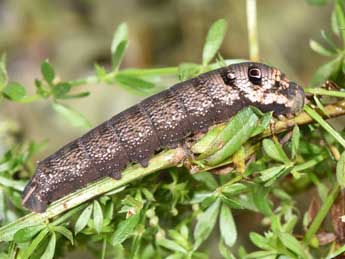  Chenille de Deilephila porcellus L. - ©Philippe Mothiron