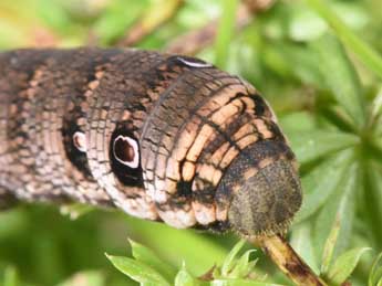  Chenille de Deilephila porcellus L. - Philippe Mothiron