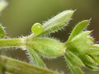  Oeuf de Deilephila porcellus L. - ©Philippe Mothiron