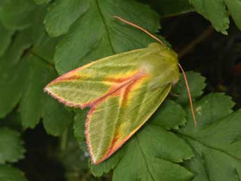 Pseudoips prasinanus L. adulte - Philippe Mothiron