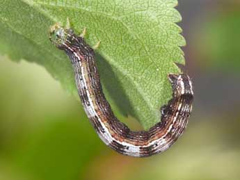  Chenille de Theria primaria Hw. - ©Philippe Mothiron