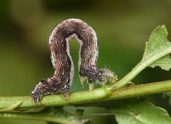  Chenille de Theria primaria Hw. - ©Philippe Mothiron