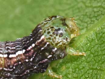  Chenille de Theria primaria Hw. - Philippe Mothiron