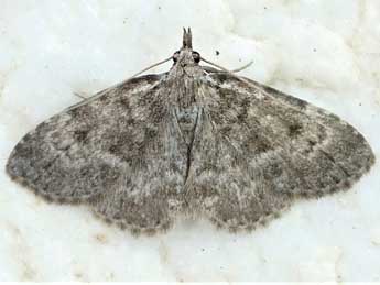 Orectis proboscidata H.-S. adulte - Friedmar Graf