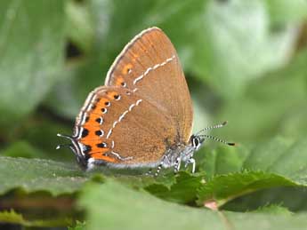 Satyrium pruni L. adulte - Philippe Mothiron