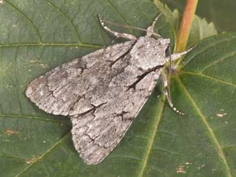 Acronicta psi L. adulte - Philippe Mothiron