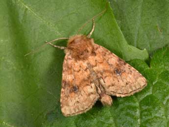 Atypha pulmonaris Esp. adulte - Philippe Mothiron