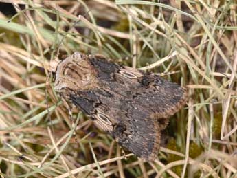 Agrotis puta Hb. adulte - Philippe Mothiron