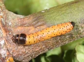  Chenille de Zeuzera pyrina L. - ©Philippe Mothiron