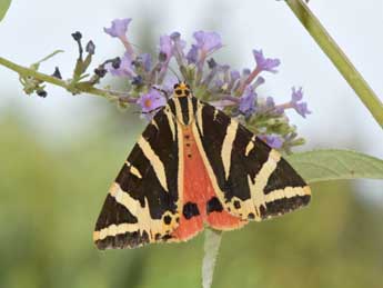 Euplagia quadripunctaria Poda adulte - Philippe Mothiron