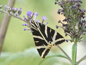 Euplagia quadripunctaria Poda adulte - Philippe Mothiron