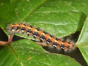  Chenille de Euplagia quadripunctaria Poda - Philippe Mothiron