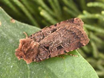 Chersotis rectangula D. & S. adulte - ©Philippe Mothiron