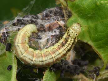  Chenille de Acrobasis repandana F. - Philippe Mothiron