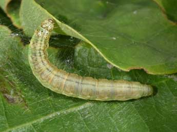  Chenille de Acrobasis repandana F. - Philippe Mothiron