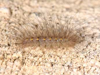  Chenille de Paidia rica Frr - Philippe Mothiron