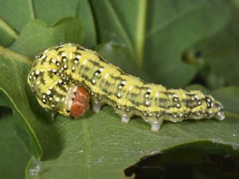  Chenille de Polyploca ridens F. - ©Philippe Mothiron