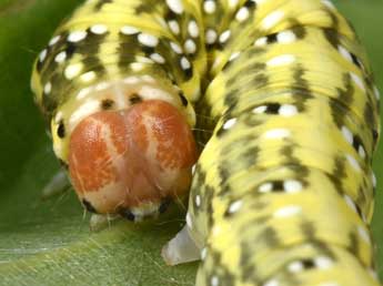  Chenille de Polyploca ridens F. - ©Philippe Mothiron