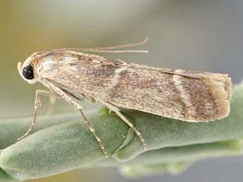 Ancylosis roscidella Ev. adulte - ©Friedmar Graf