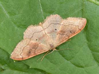 Idaea rubraria Stgr adulte - Philippe Mothiron