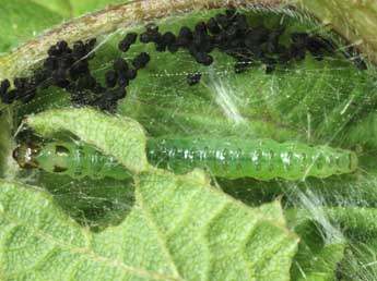  Chenille de Patania ruralis Scop. - Andr Lantz