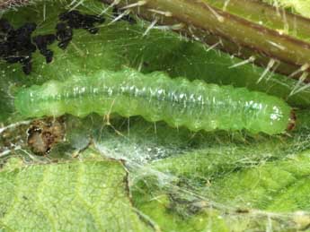  Chenille de Patania ruralis Scop. - Andr Lantz