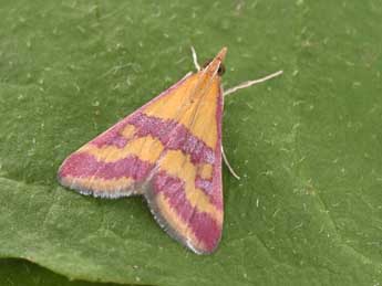 Pyrausta sanguinalis L. adulte - Philippe Mothiron