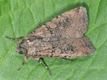 Peridroma saucia Hb. adulte - Philippe Mothiron