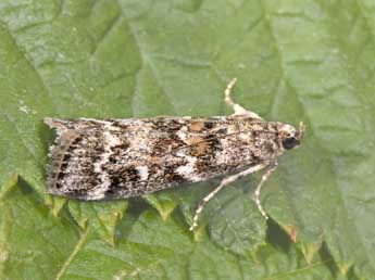 Dioryctria schuetzeella Fuchs adulte - ©Philippe Mothiron