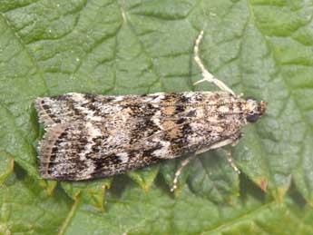 Dioryctria schuetzeella Fuchs adulte - ©Philippe Mothiron