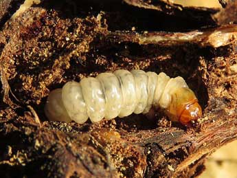  Chenille de Bembecia scopigera Scop. - ©Ruben Meert