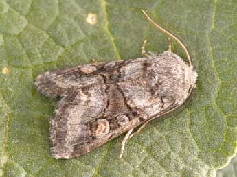 Cleoceris scoriacea Esp. adulte - Philippe Mothiron