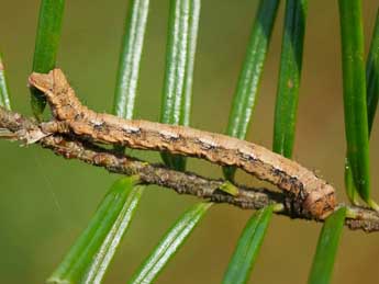  Chenille de Peribatodes secundaria D. & S. - ©Jeroen Voogd