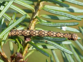  Chenille de Peribatodes secundaria D. & S. - ©Jeroen Voogd