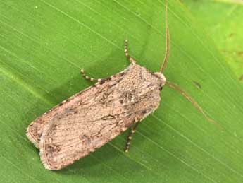 Agrotis segetum D. & S. adulte - ©Philippe Mothiron