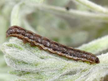  Chenille de Spaelotis senna Frr - Philippe Mothiron