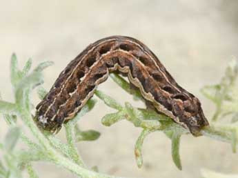  Chenille de Spaelotis senna Frr - Philippe Mothiron