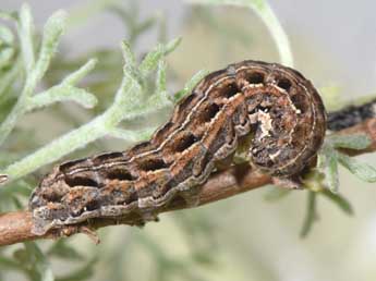  Chenille de Spaelotis senna Frr - Philippe Mothiron