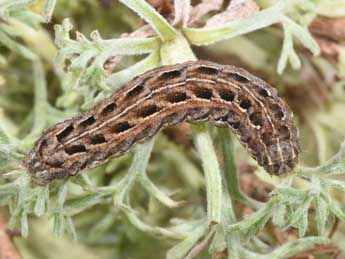  Chenille de Spaelotis senna Frr - Philippe Mothiron