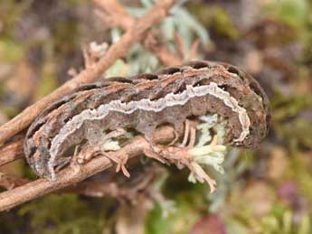  Chenille de Spaelotis senna Frr - Philippe Mothiron