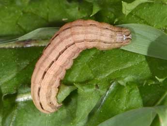  Chenille de Mythimna sicula Tr. - ©Philippe Mothiron