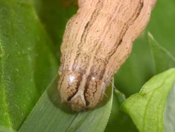  Chenille de Mythimna sicula Tr. - ©Philippe Mothiron