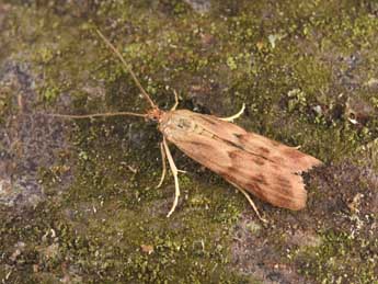 Homoeosoma sinuella F. adulte - Philippe Mothiron