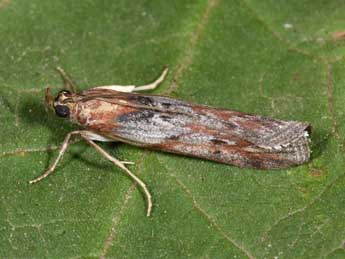 Selagia spadicella Hb. adulte - Philippe Mothiron