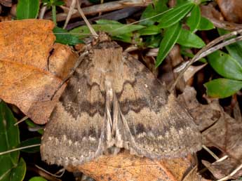 Apopestes spectrum Esp. adulte - Paolo Magni