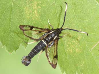 Synanthedon spheciformis D. & S. adulte - Philippe Mothiron